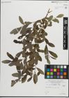 Foto von Salix pedicellata Desf.